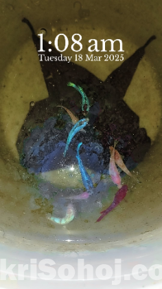 Budgerigar & Betta, guppy & gourami fish